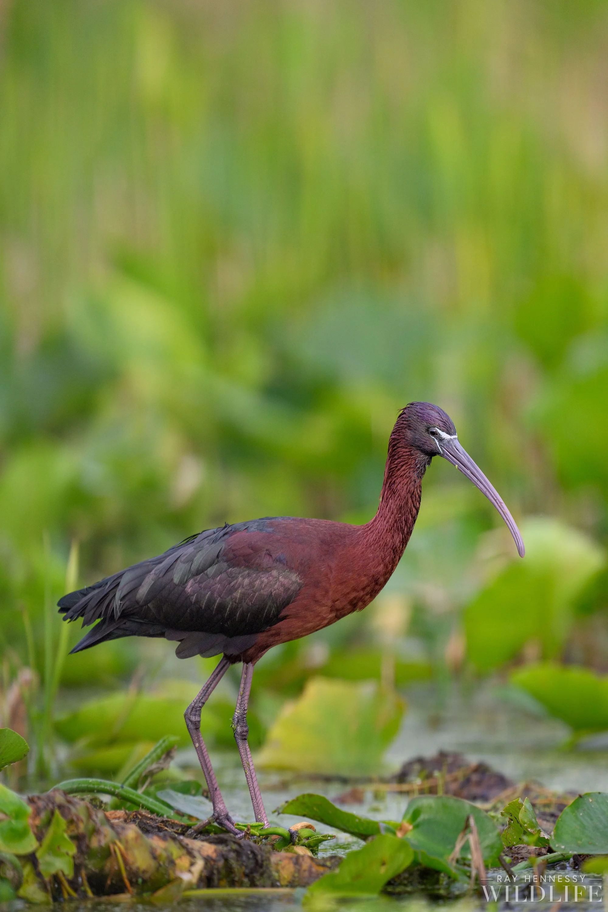 Glossy Ibis Portrait — Ray Hennessy Wildlife